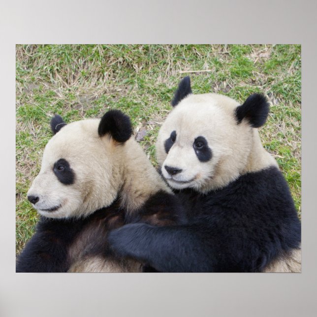 Wolong Reserve, China, Giant panda hugging Poster (Front)