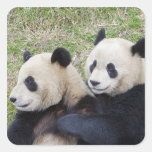 Wolong Reserve, China, Giant panda hugging Square Sticker