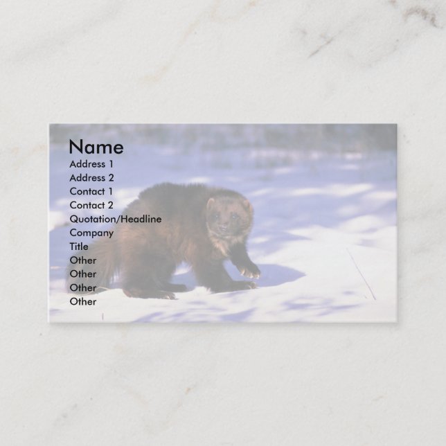 Wolverine on snow business card (Front)