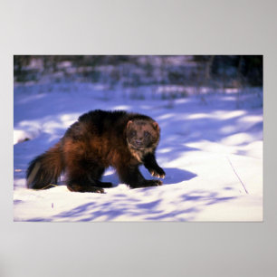 Wolverine on snow poster