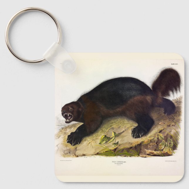 Wolverine or Wolverene (Gulo gulo) by Audubon Keychain (Front)