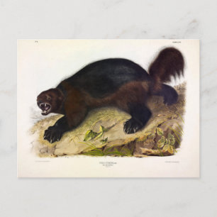 Wolverine or Wolverene (Gulo gulo) by Audubon Postcard