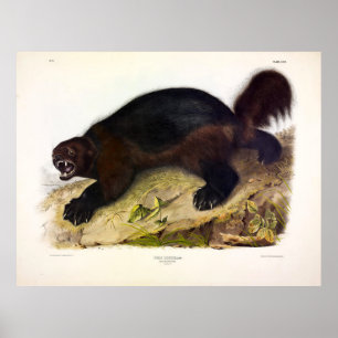 Wolverine or Wolverene (Gulo gulo) by Audubon Poster