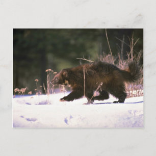 Wolverine running through snow postcard