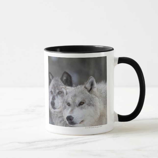 Wolves (Canus lupus) | West Yellowstone Mug (Right)