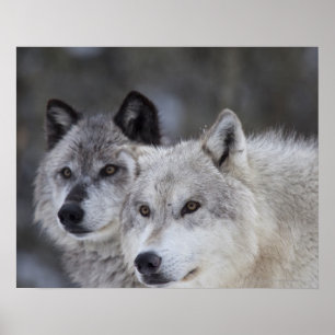 Wolves (Canus lupus)   West Yellowstone Poster