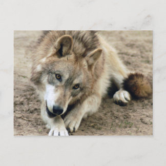 Wolves Grey Wolf Postcard