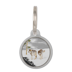 Wolves in Snow Painting - Original Wildlife Art Pet Tag