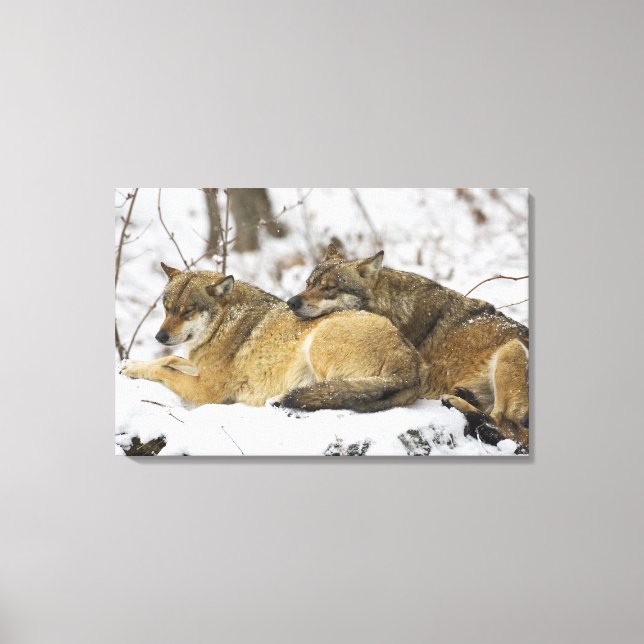 Wolves in the Bawarian Wood Canvas Print (Front)