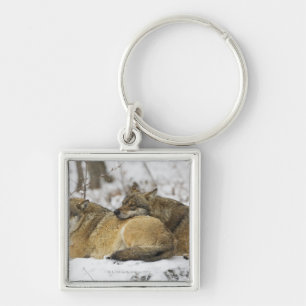 Wolves in the Bawarian Wood Keychain