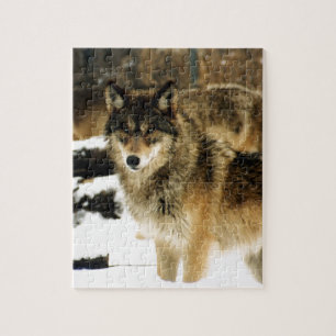 Wolves in The Snow Jigsaw Puzzle