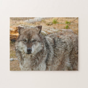 Wolves of Yellowstone. Jigsaw Puzzle