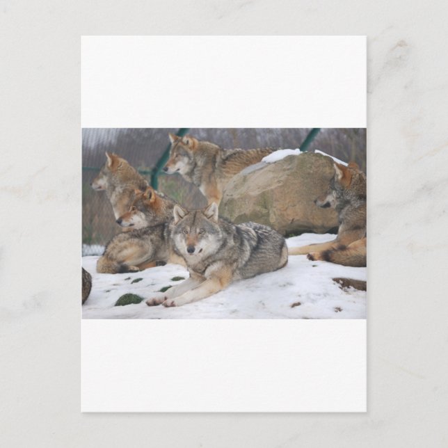 Wolves Postcard (Front)