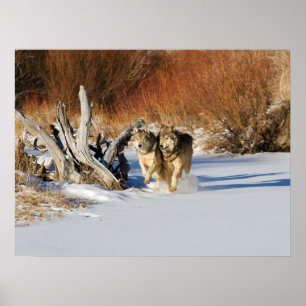 Wolves Running in Snow Poster