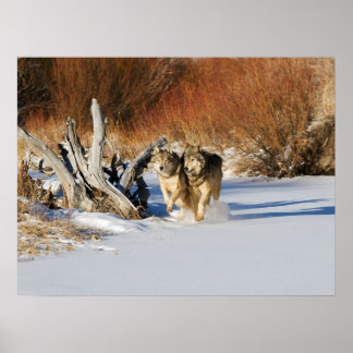Wolves Running in Snow Poster