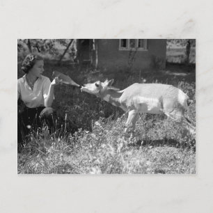 Woman bottle feeding an antelope. postcard