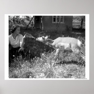 Woman bottle feeding an antelope. poster