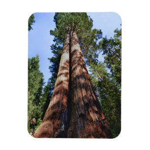 Woman videotaping at base of massive Sequoia Magnet