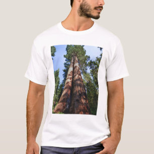 Woman videotaping at base of massive Sequoia T-Shirt