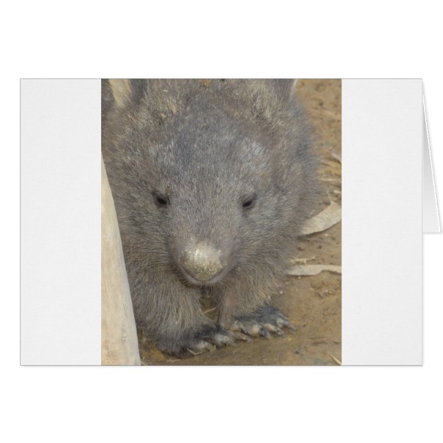 Wombat (Devant horizontal)