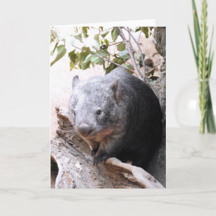 Wombat Card
