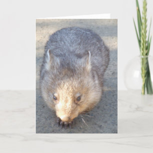 Wombat Greeting Card