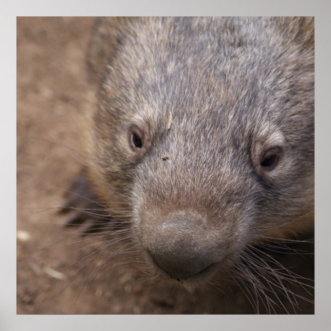 Wombat Kiss Poster (Front)