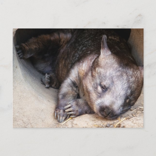 Wombat Postcard (Front)