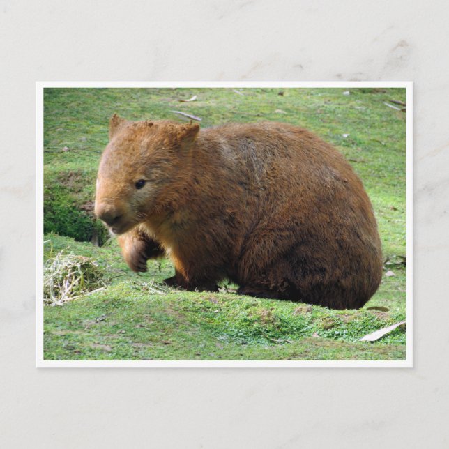 wombat postcard (Front)