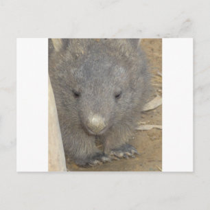 Wombat Postcard