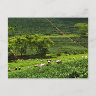 Women Harvesting Tea 2 Postcard
