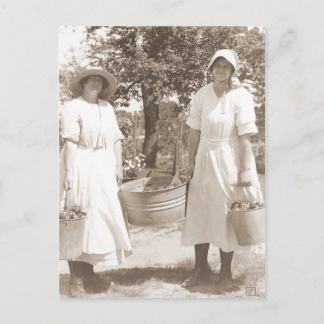 Women Picking Apples Postcard (Front)