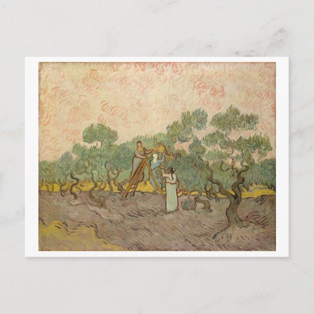 Women Picking Olives (F655) Van Gogh Fine Art Postcard (Front)