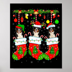 Womens Saint Bernard Dog In Christmas Socks Funny  Poster