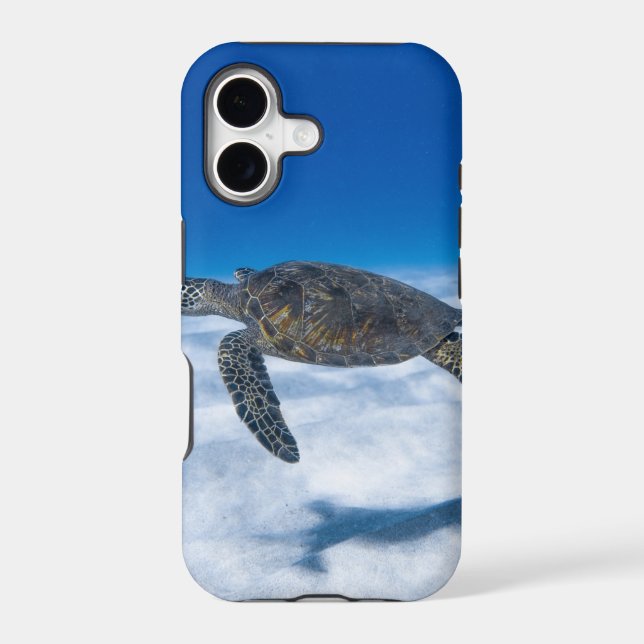 Wonderful Aquatic Turtle (Back)