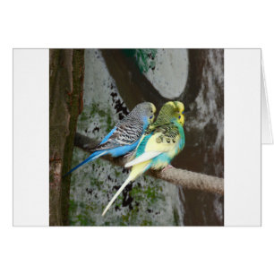 Wonderful Budgie Bird
