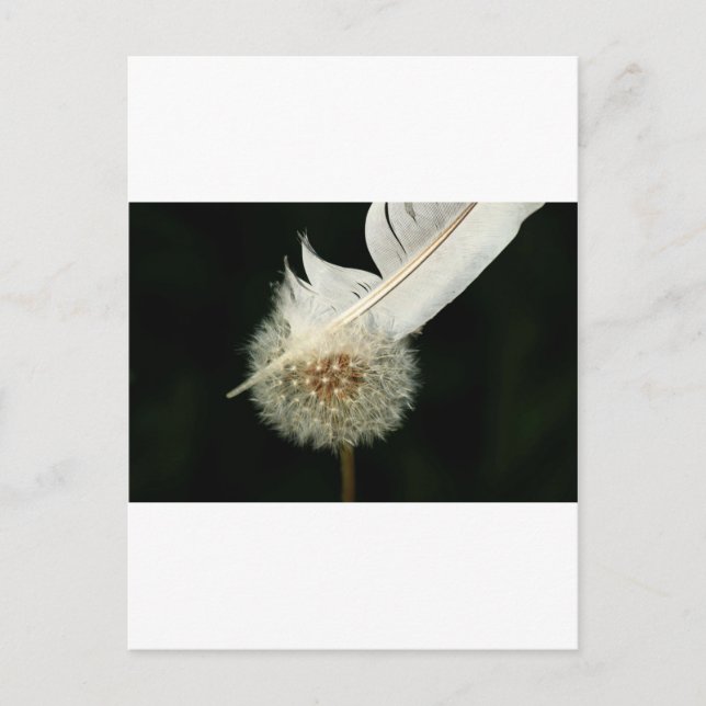 Wonderful Dandelion Postcard (Front)