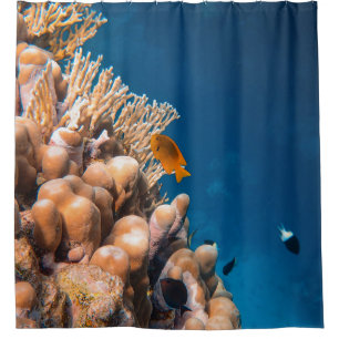 Wonderful Fishes And Reefs