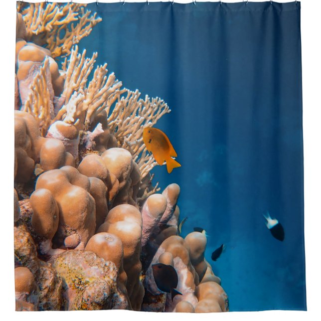 Wonderful Fishes And Reefs (Front)