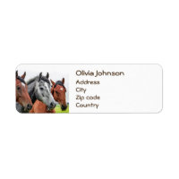 Wonderful Horses Stallion Photography