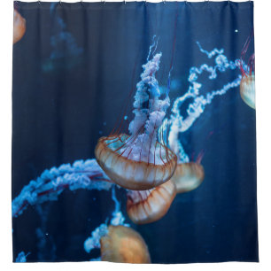 Wonderful Jellyfishes