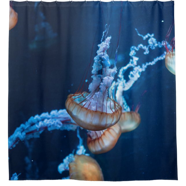 Wonderful Jellyfishes (Front)