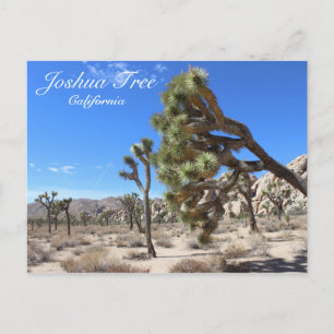 Wonderful Joshua Tree Postcard! Postcard