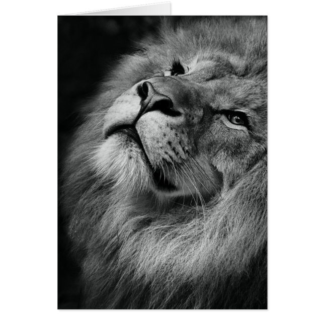 Wonderful Lion (Front)