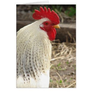 Wonderful Rooster