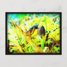 Wonderful to Meet You Slug and Mushroom Photo