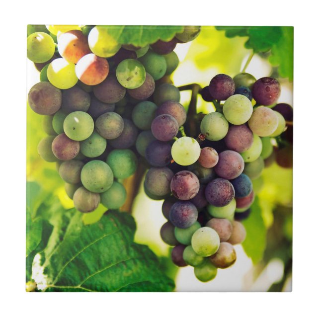 Wonderful Vine Grapes, Nature, Autumn Fall Sun Tile (Front)