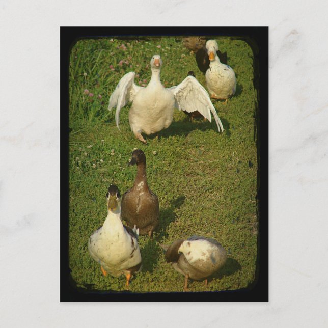Wonderful Waterfowl Postcard (Front)