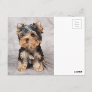 Wonderful yorkie postcard