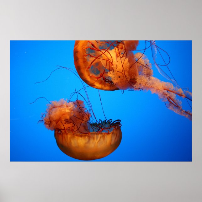 Wonders of Nature Poster (Front)